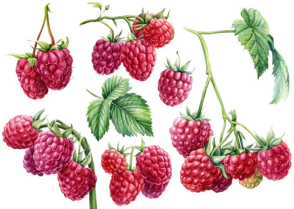 Framboises sur un fond blanc isolé. Illustration botanique aquarelle — Photo