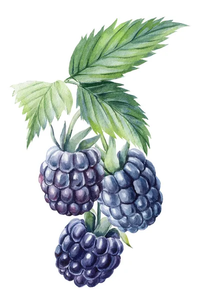 Blackberry, izole edilmiş beyaz arka plan. Suluboya botanik illüstrasyon, çiçek tasarım elementleri — Stok fotoğraf