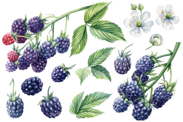 Stellen Sie Brombeeren auf einen Zweig, isoliert weißen Hintergrund. Aquarell botanische Illustration, Florale Gestaltungselemente — Stockfoto