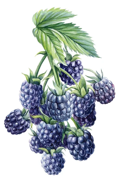 Blackberry matang pada cabang, latar belakang putih terisolasi. Ilustrasi botani warna air, elemen desain bunga — Stok Foto