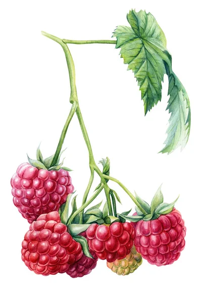 Himbeeren auf einem isolierten weißen Hintergrund. Aquarell-botanische Illustration — Stockfoto