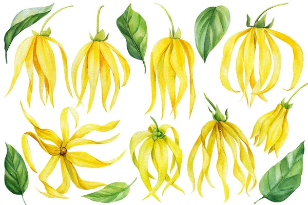 Ylang ylang, Set tropical flowers and leaves on an isolated white background. Watercolor botanical illustration