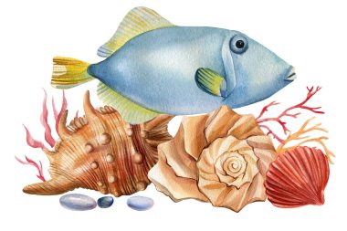 İzole edilmiş beyaz bir zemin üzerinde deniz balığı ve deniz kabukları. Suluboya çizimi, deniz tasarımı, kartpostallar.
