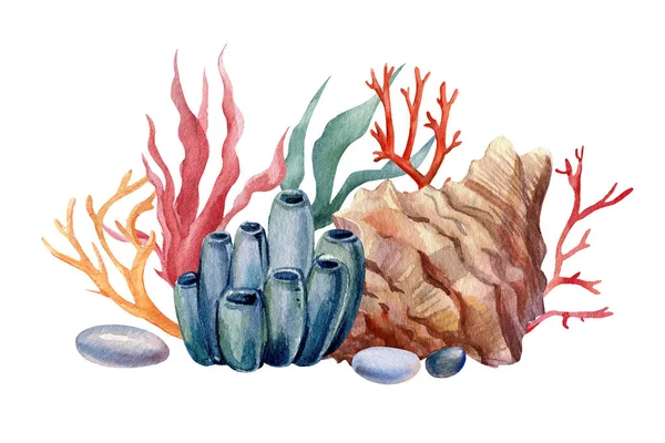 Coquilles et corail sur un fond blanc isolé. Aquarelle illustration, Marine design, cartes postales. — Photo