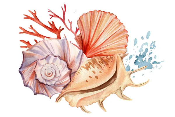 Κοχύλια και κοράλλια σε ένα απομονωμένο λευκό φόντο. Υδατογραφία εικονογράφηση, Marine design, κάρτες. — Φωτογραφία Αρχείου