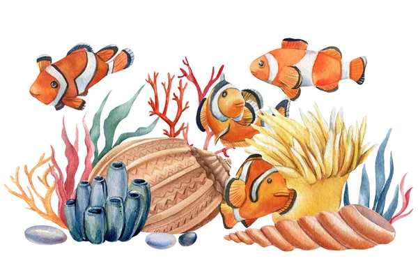 ปลาตัวตลกและเปลือกหอยบนพื้นหลังสีขาว ภาพวาดสีน้ํา, การออกแบบทางทะเล, โปสการ์ด . — ภาพถ่ายสต็อก