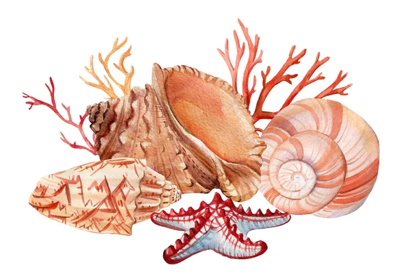 เปลือกหอยและปะการังบนพื้นหลังสีขาวที่โดดเดี่ยว ภาพวาดสีน้ํา, การออกแบบทางทะเล, โปสการ์ด . — ภาพถ่ายสต็อก