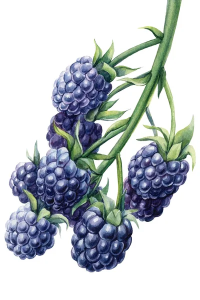 成熟的黑莓在树枝上，孤立的白色背景。水彩植物图解,花卉设计元素 — 图库照片