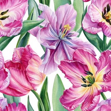 Pembe laleler, izole edilmiş beyaz arka planda güzel çiçekler. Kusursuz desen. Suluboya botanik çizimi