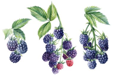 Bir dalda böğürtlen seti, izole edilmiş beyaz arka plan. Suluboya Berry, botanik illüstrasyon