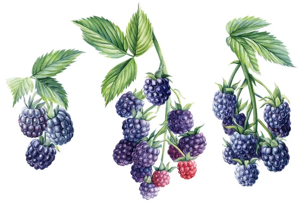 Set von Brombeeren auf einem Zweig, isolierter weißer Hintergrund. Aquarell Berry, botanische Illustration — Stockfoto