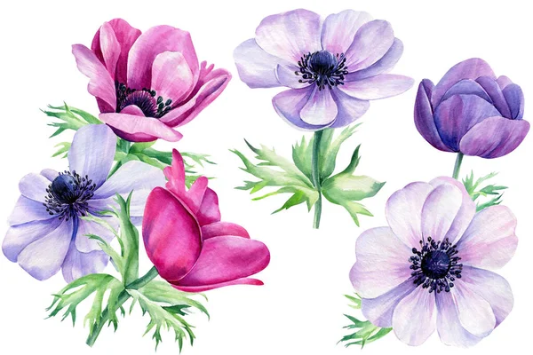 Set fiori, bouquet anemoni su sfondo bianco isolato, Acquerello elemento di design floreale — Foto Stock