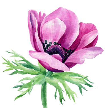 Suluboya pembe çiçek, yalıtılmış beyaz arka planda şakayık, çiçek tasarımı elementi