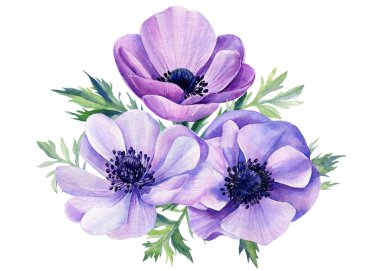 Çiçekler, beyaz arka planda izole edilmiş şakayıklar. Suluboya çizimi.