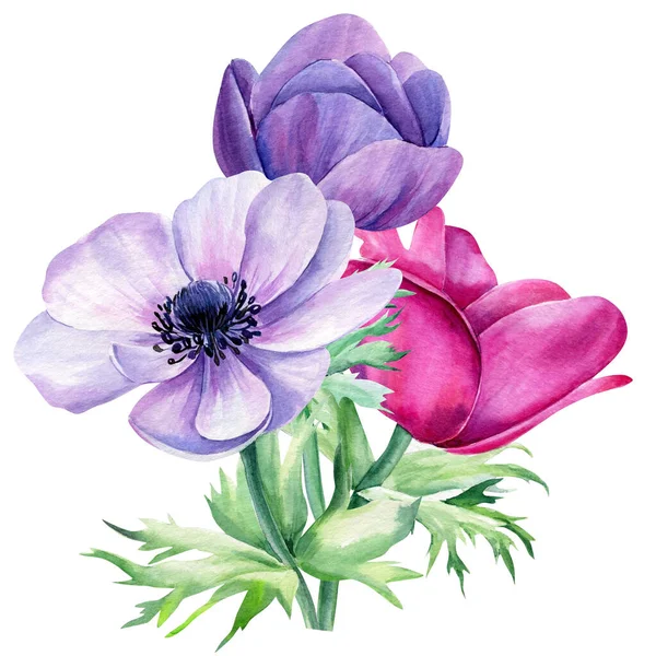 천연색 꽃, 외진 흰색 배경에 아네모네 꽃다발, 꽃무늬의 요소 — 스톡 사진
