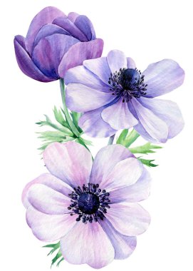 Suluboya buket çiçekleri, soyutlanmış beyaz arka planda şakayıklar, çiçek tasarımı 