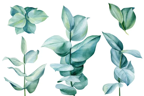Eukalyptuszweige setzen. Aquarell grüne Blätter auf weißem Hintergrund — Stockfoto