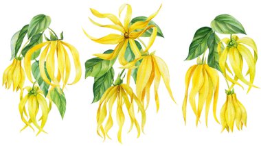 Ylang ylang çiçekleri izole edilmiş beyaz arka plan, botanik illüstrasyon, suluboya resim