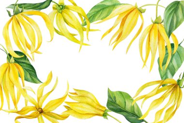 Ylang ylang çiçeklerinin çerçevesi, suluboya resim