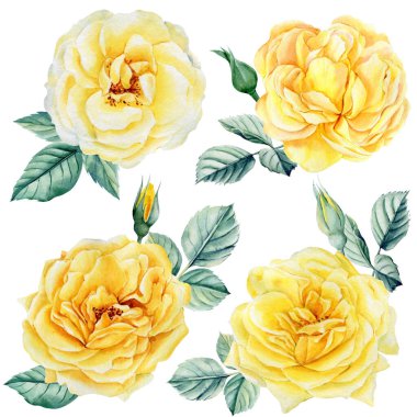 İzole edilmiş beyaz arkaplanda sarı gülleri ayarla, suluboya botanik illüstrasyon