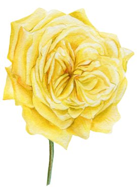 İzole edilmiş beyaz arka planda sarı gül. Suluboya botanik çizimi