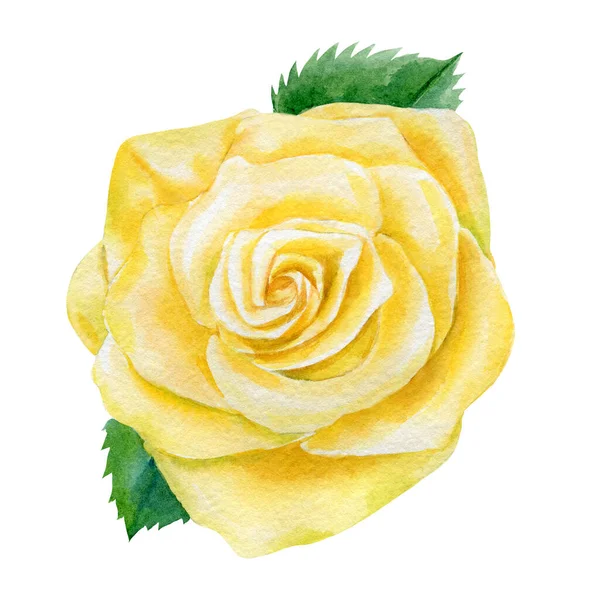 Цветы желтой розы на белом фоне, акварельная ботаническая живопись — стоковое фото
