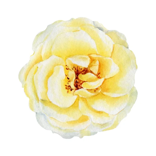 孤立した白い背景に黄色のバラの花、水彩植物イラスト — ストック写真