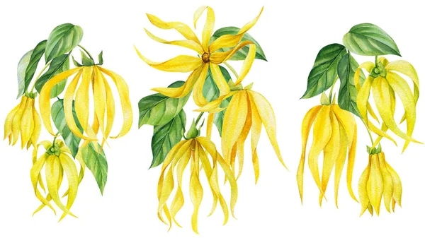 Ylang ylang çiçekleri izole edilmiş beyaz arka plan, botanik illüstrasyon, suluboya resim