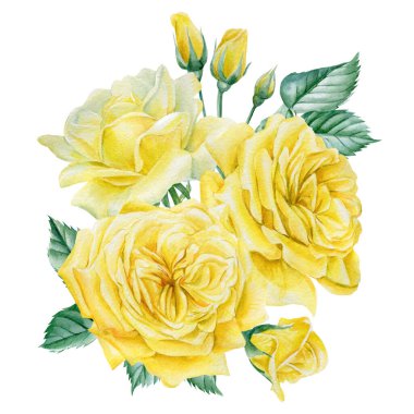 İzole edilmiş beyaz arka planda sarı gül buketi. Suluboya botanik illüstrasyon. Çiçek tasarımı