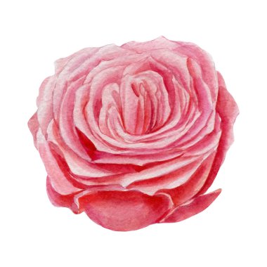 Güzel bir gül, soyutlanmış beyaz bir arka planda çiçek, suluboya çizimi