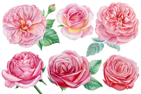 Coloca flores. Rosas cor-de-rosa sobre um fundo branco isolado, ilustração botânica aquarela — Fotografia de Stock