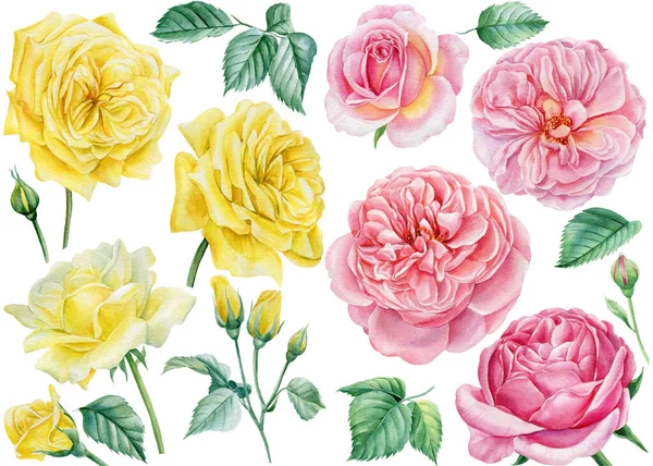 Bloemen zetten. Roze en gele rozen op een geïsoleerde witte achtergrond, aquarel botanische illustratie — Stockfoto