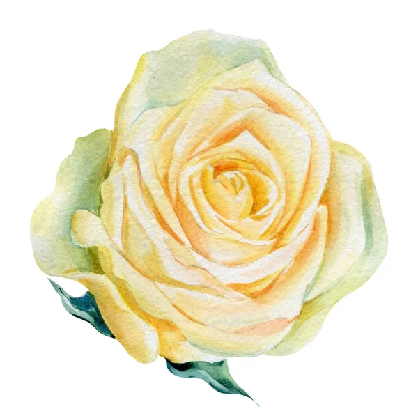 Όμορφο τριαντάφυλλο, λουλούδι σε ένα απομονωμένο λευκό φόντο, ακουαρέλα εικονογράφηση — Φωτογραφία Αρχείου
