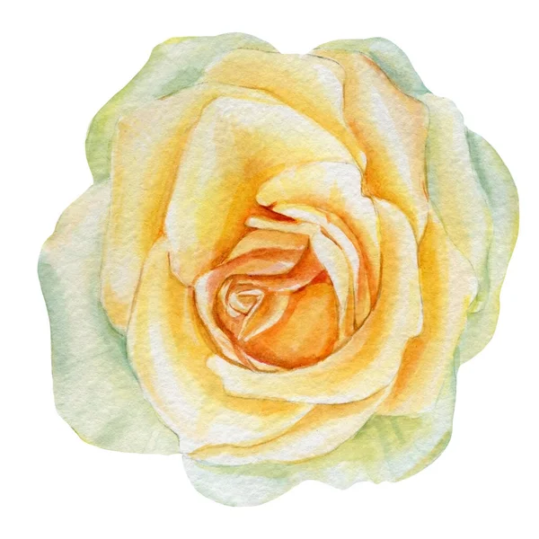 Mooie roos, bloem op een geïsoleerde witte achtergrond, aquarel illustratie — Stockfoto