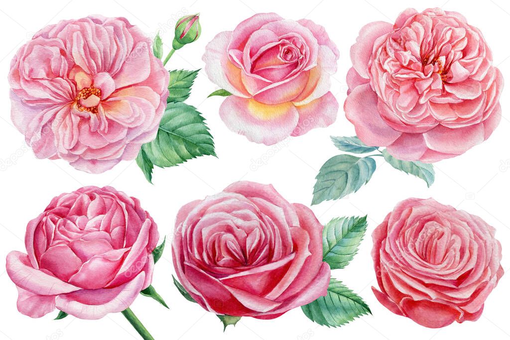 Set flowers. Pink roses on an isolated white background, watercolor botanical illustration