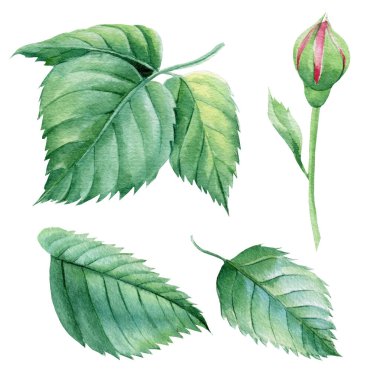 İzole edilmiş beyaz arkaplanda güller bırakır, suluboya botanik çizimler