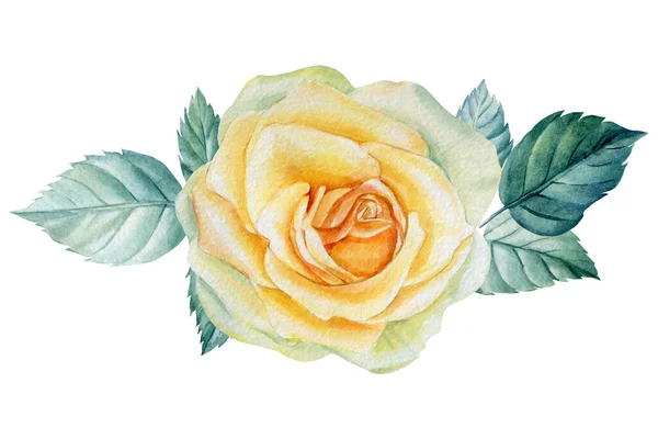 Красиві троянди, квіти на ізольованому білому тлі, акварельна ботанічна ілюстрація — стокове фото
