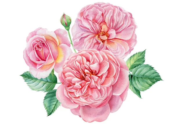 Rosas cor-de-rosa, flores sobre um fundo branco isolado, ilustração botânica aquarela — Fotografia de Stock