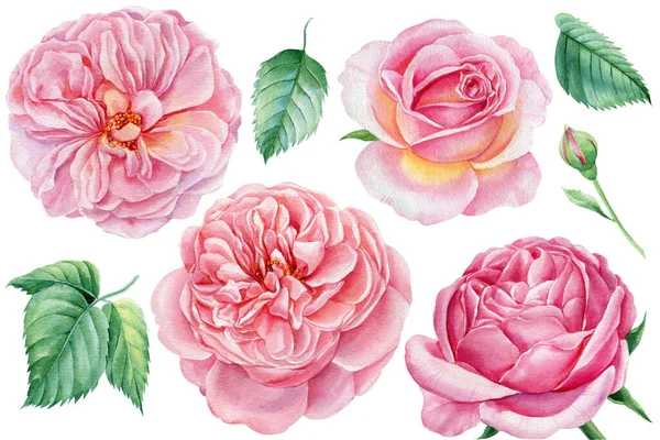 Ustaw kwiaty. Różowe róże na odizolowanym białym tle, akwarela botaniczna ilustracja — Zdjęcie stockowe