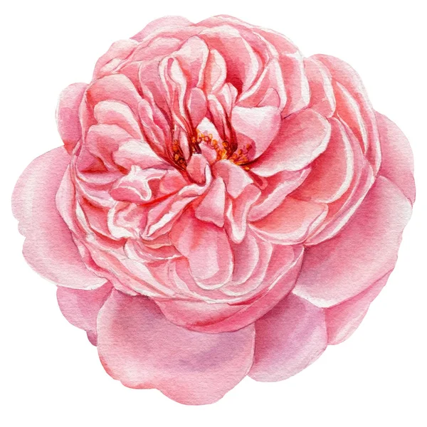 Roze rozen, bloemen op een geïsoleerde witte achtergrond, aquarel botanische illustratie — Stockfoto