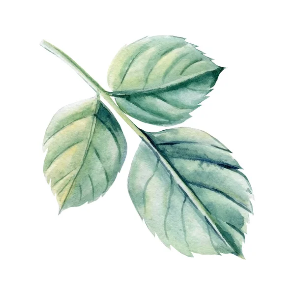 Listová růže na izolovaném bílém pozadí, akvarel botanické ilustrace — Stock fotografie