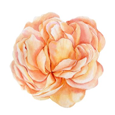 İzole edilmiş beyaz arkaplanda sarı gül çiçekleri, suluboya botanik çizimler