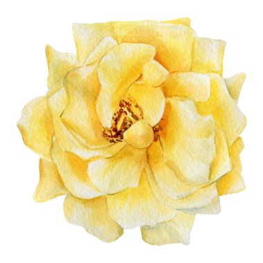 İzole edilmiş beyaz arka planda gül, sarı çiçek. Suluboya botanik çizimi