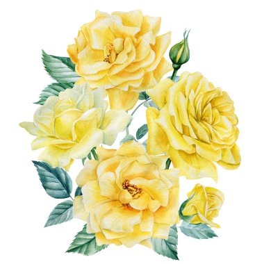 Tebrik kartı, izole edilmiş beyaz arka planda bir buket sarı gül. Suluboya botanik illüstrasyon. Çiçek tasarımı