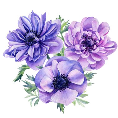 Çiçekler, beyaz arka planda izole edilmiş şakayıklar. Suluboya çizimi.