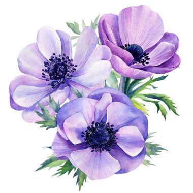 Çiçekler, beyaz arka planda izole edilmiş şakayıklar. Suluboya çizimi.