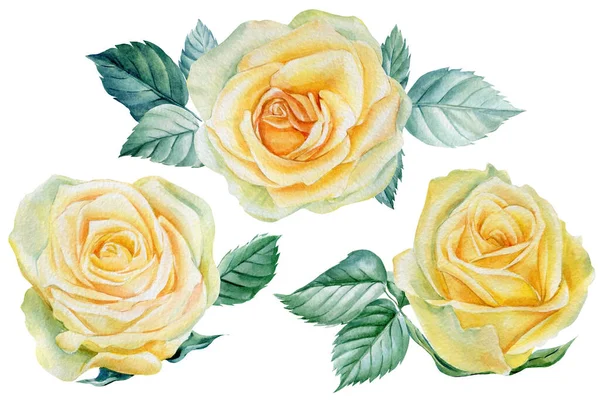 Κίτρινα τριαντάφυλλα, λουλούδια και φύλλα σε ένα απομονωμένο λευκό φόντο, ακουαρέλα βοτανική απεικόνιση — Φωτογραφία Αρχείου