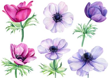 Suluboya çiçekleri, yalıtılmış beyaz arka planda şakayıklar, çiçekli tasarım elementleri