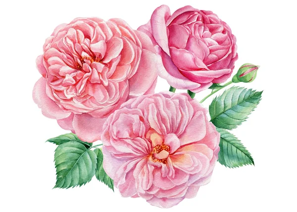Рожеві троянди, квіти на ізольованому білому тлі, акварельна ботанічна ілюстрація — стокове фото