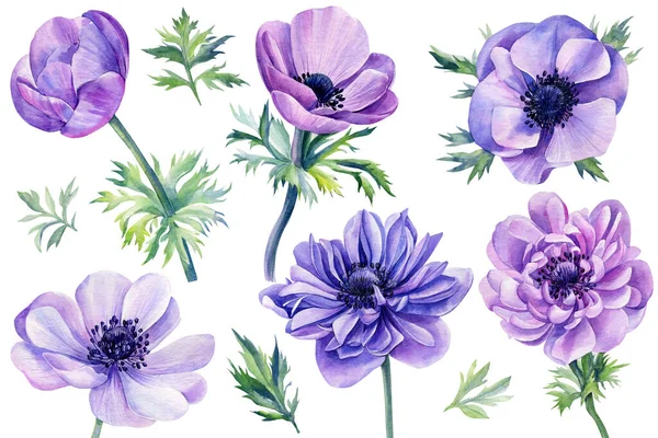 Metti dei fiori. Anemoni dipinti a mano isolati su sfondo bianco. Illustrazione ad acquerello. — Foto Stock